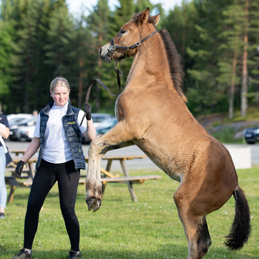 Forsvinna och Hanna Gustafsson